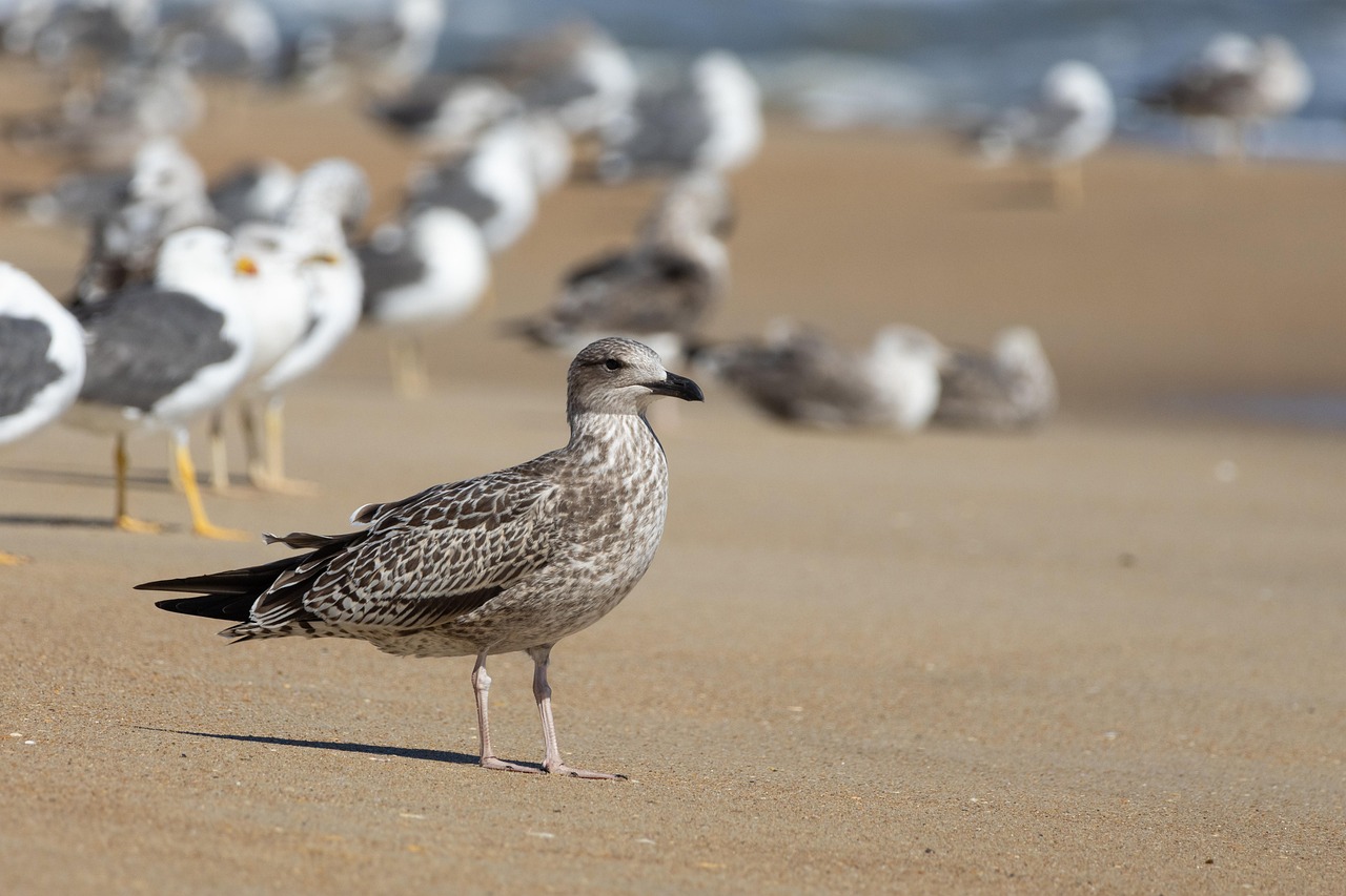 Seagull 9176504 1280
